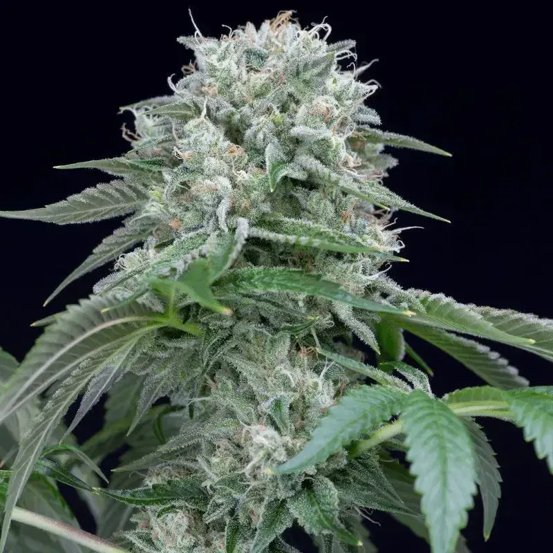 Starfire OG Cannabis Seeds - Silent Seeds.
