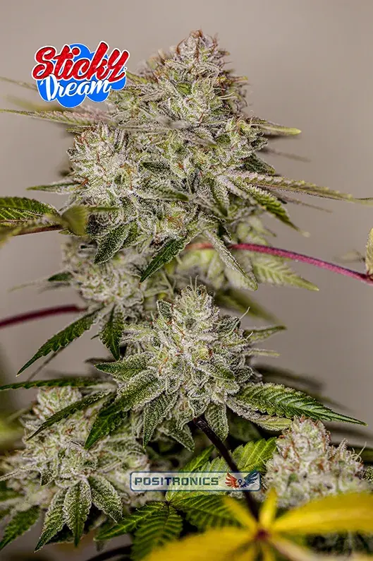 Sticky Dream Feminised Cannabis Seeds | Positronics