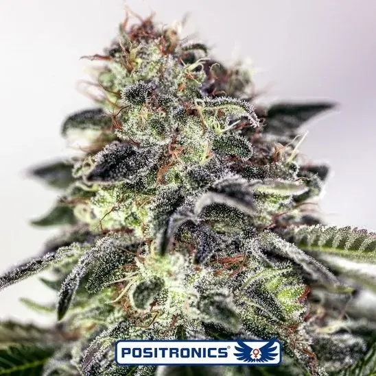 Sticky Dream Express Auto Feminised Cannabis Seeds | Positronics