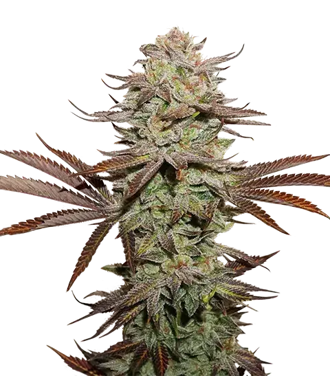 Sticky Fingers Auto Feminised Cannabis Seeds | Seed Stockers