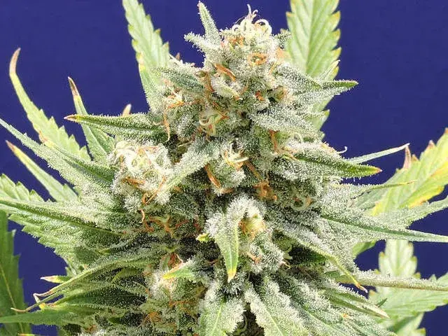 Cheese XXL Feminised Cannabis Seeds (Stinkin' Bishop) | Original ...