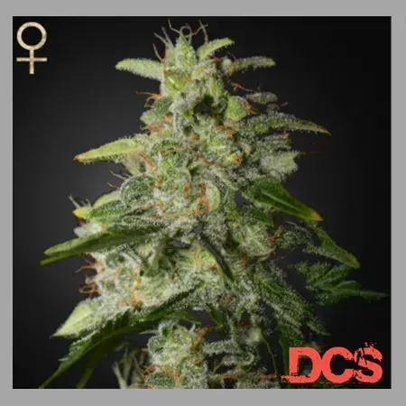 Money Maker Feminised Cannabis Seeds | Strain Hunters 