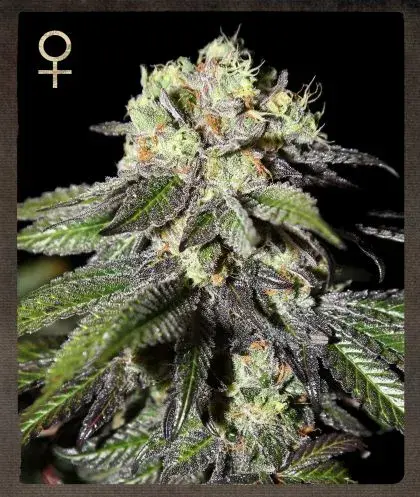 Buy Strain Hunters Caboose Feminised Cannabis Seeds