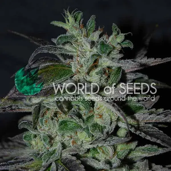 Strawberry Blue Early Version Feminised Cannabis Seeds | World of Seeds
