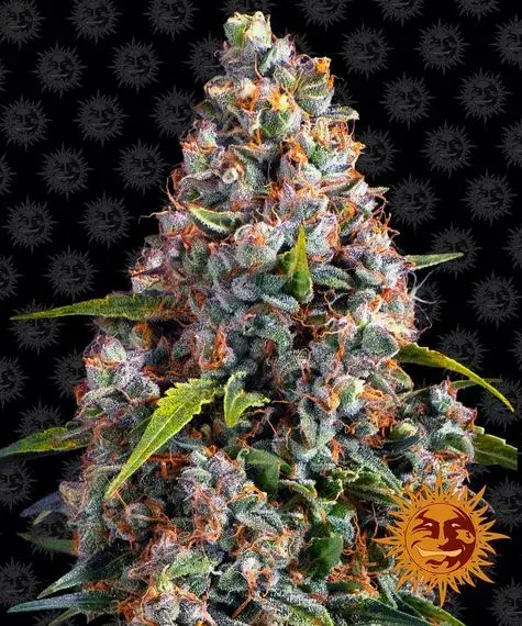 Strawberry Cheesecake Auto Feminised Cannabis Seeds | Barney's Farm 