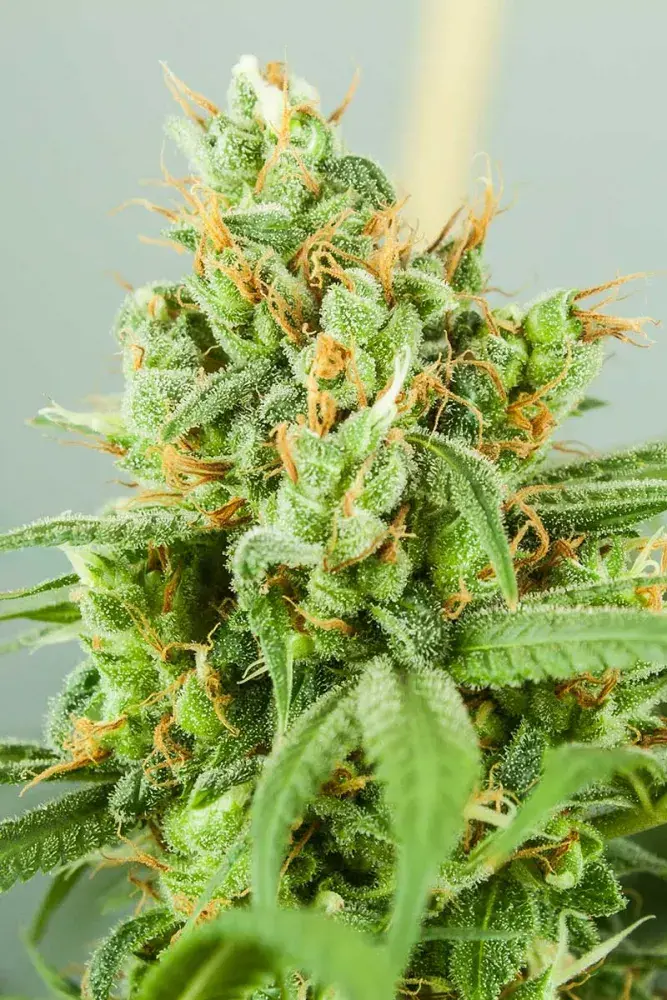 Strawberry Daiquiri Regular Cannabis Seeds | TGA Seeds 