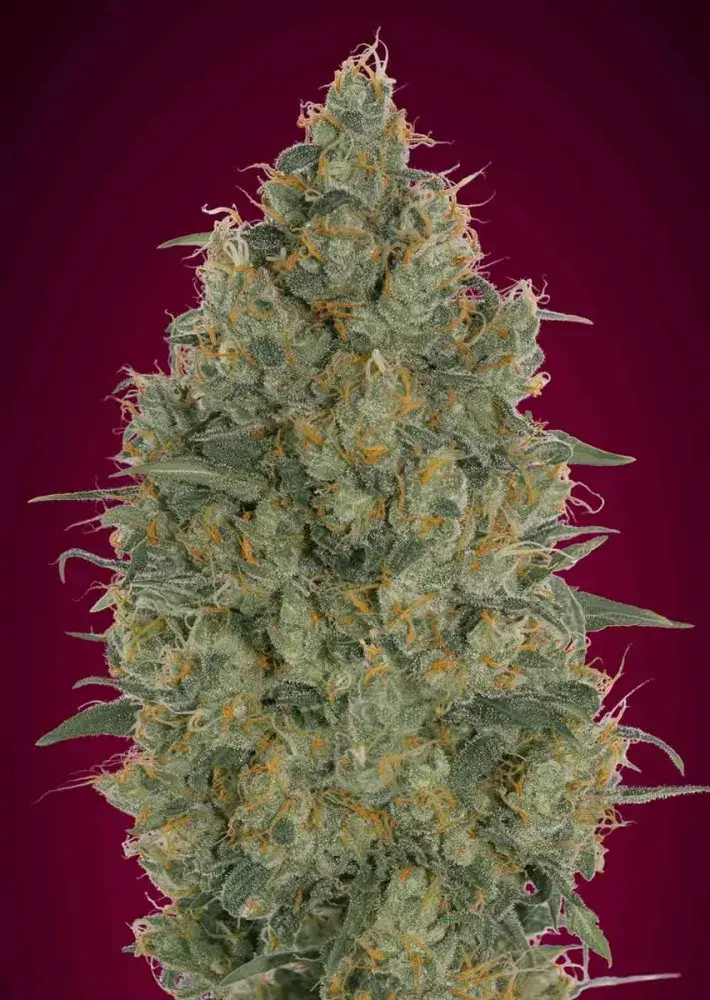 Strawberry Gum Feminised Cannabis Seeds | Advanced Seeds 