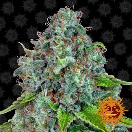 Strawberry Lemonade Feminised Cannabis Seeds | Barney’s Farm