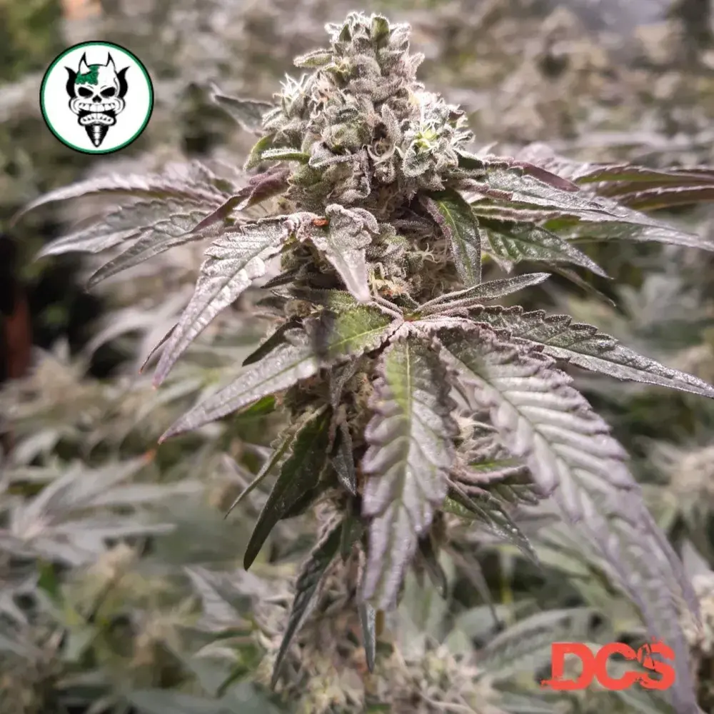 Strawberry Line Feminised - Devil Harvest Original