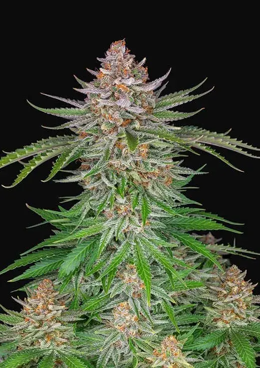 Strawberry Pie Auto Feminised Cannabis Seeds | Fast Buds