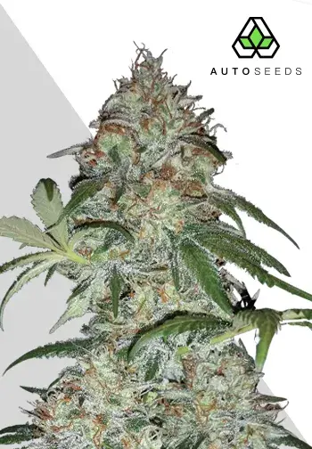 Sucker Punch Autoflowering Feminised Cannabis Seeds | Auto Seeds