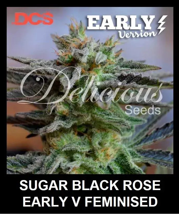 Sugar Black Rose Early Version Feminised Cannabis Seeds | Delicious Seeds