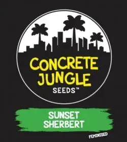 Sunset Sherbet Feminised | Concrete Jungle Seeds