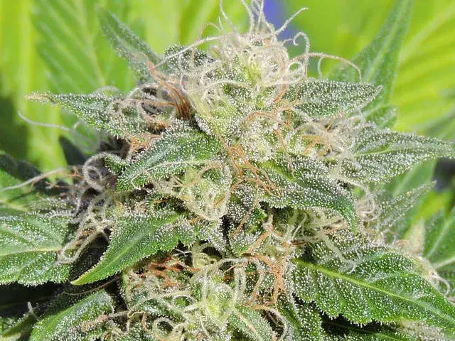 Super Auto Lemon Haze Feminised Cannabis Seeds | Original Sensible Seeds
