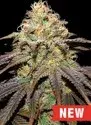 Super Boof Feminised Cannabis Seeds | Cream Of The Crop