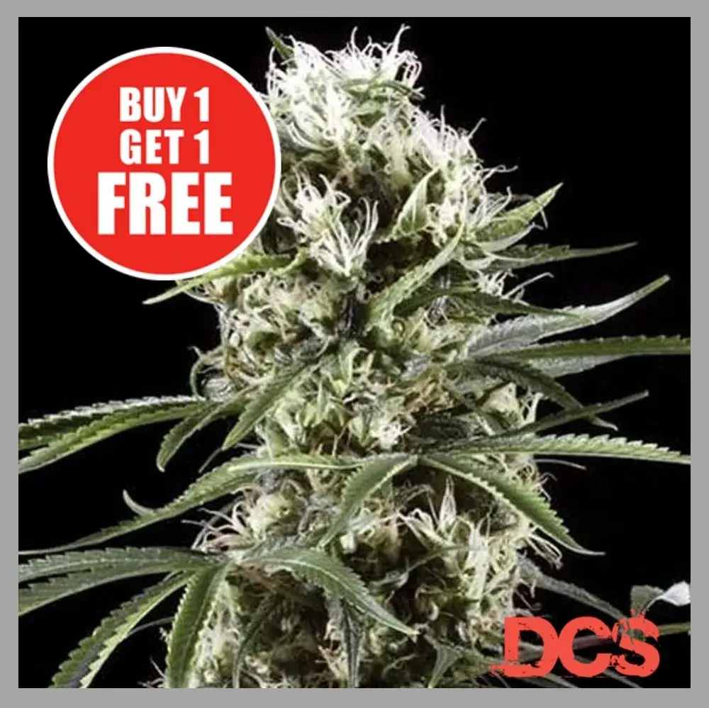 Super Lemon Haze Feminised Cannabis Seeds | Discount Cannabis Seeds