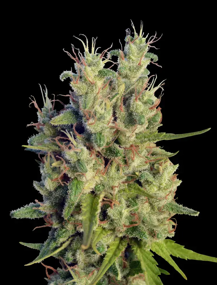 Super Malawi Haze Regular Cannabis Seeds | Ace Seeds