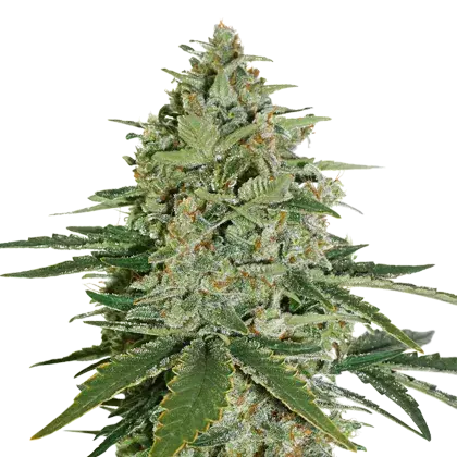 Super Skunk Feminised Cannabis Seeds | Seed Stockers