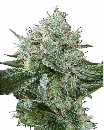 Super Boof Feminised Cannabis Seeds - Growers Choice.