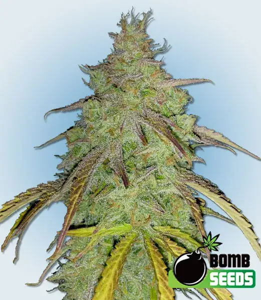 Super Boof Bomb Feminised Cannabis Seeds | Bomb Seeds. 