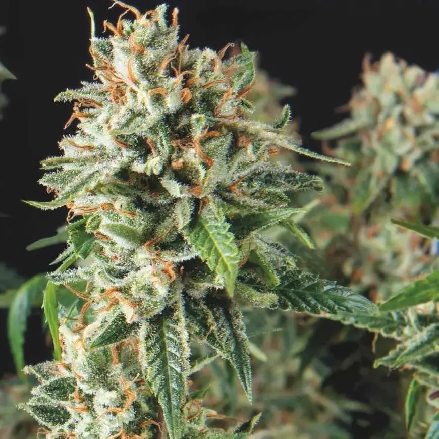 Super OG Kush FAST Feminised Cannabis Seeds | Pyramid Seeds.