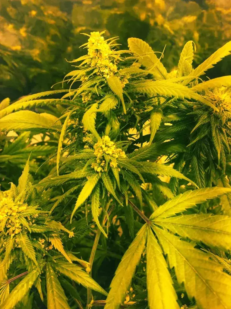 SUPER SILVER HAZE x SCBDX Feminised Cannnabis Seeds