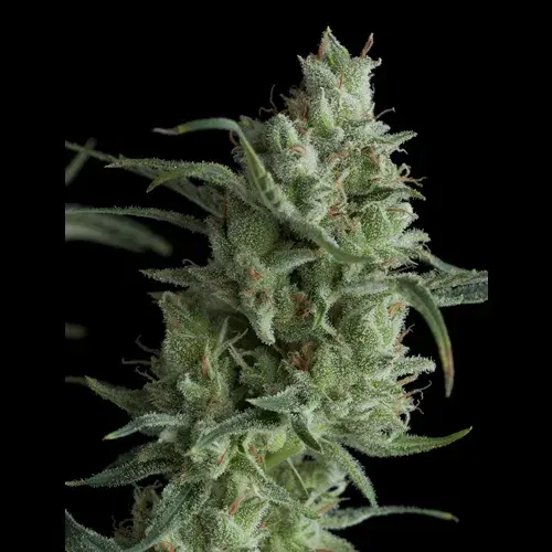 Super OG Kusk Feminised Cannabis Seeds | Pyramid Seeds