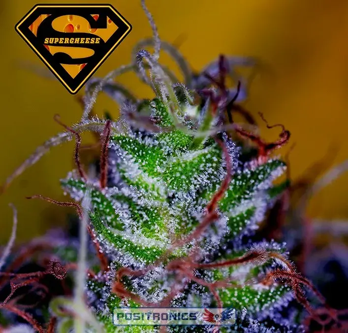 Super Cheese Feminised Cannabis Seeds | Positronics