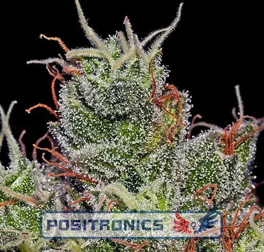 Super Cheese Express Auto Feminised Cannabis Seeds | Positronics
