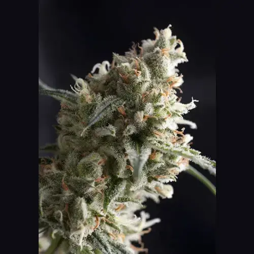 Auto Super Hash Feminised Cannabis Seeds | Pyramid Seeds