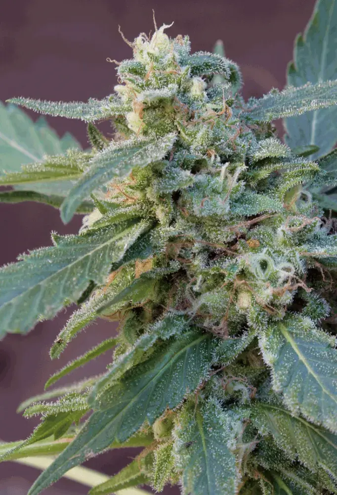 Sweet Carrot Jam Feminised Cannabis Seeds | Big Monster Seeds