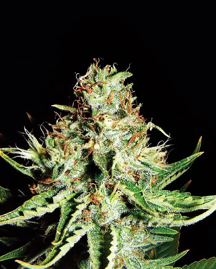 Sweet Cream Auto Feminised Cannabis Seeds | Expert Seeds