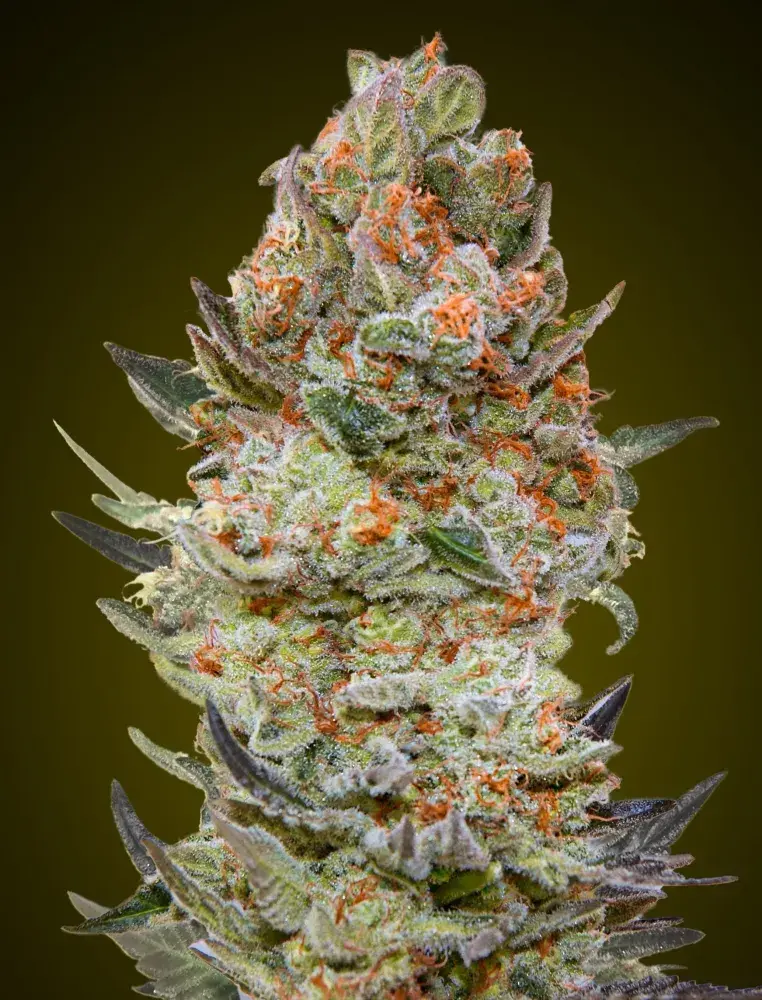 Sweet Critical CBD Feminised Cannabis Seeds | OO Seeds