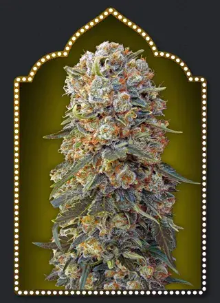 Sweet Critical Feminised Cannabis Seeds | OO Seeds