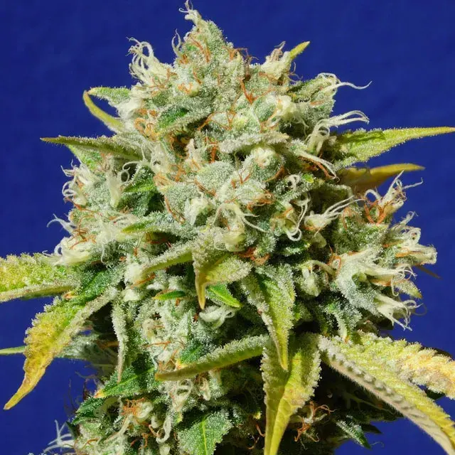 Sweet Peach Auto CBD Feminised Cannabis Seeds | Original Sensible Seeds