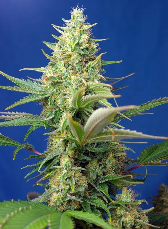 Sweet Pure Auto CBD Feminised Cannabis Seeds | Sweet Seeds