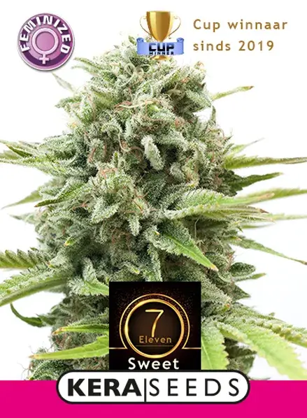 Sweet Seven Eleven Feminised Cannabis Seeds | Kera Seeds