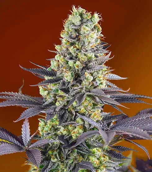 Sweet Zenzation Feminised Cannabis Seeds | Sweet Seeds