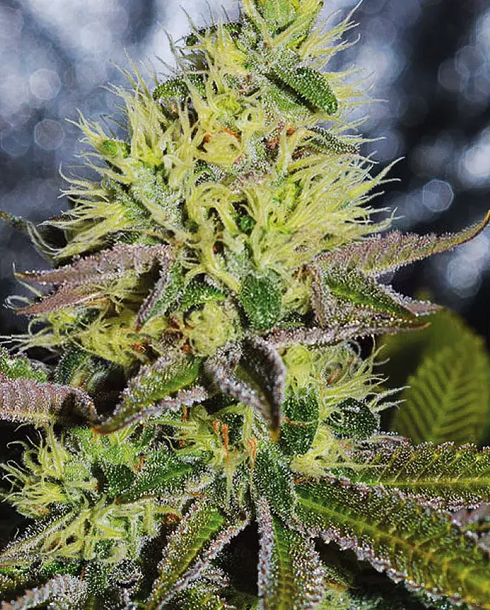 Sweet Zombie Feminised Cannabis Seeds | Expert Seeds