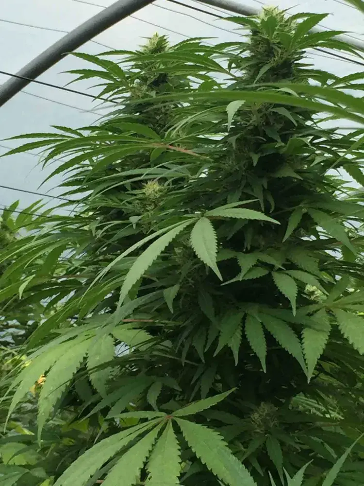 SWEET CHEESE x SCBDX Feminised Cannnabis Seeds