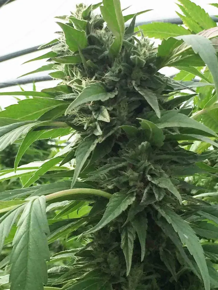 SWEET TOOTH x SCBDX Feminised Cannnabis Seeds