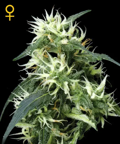 Sweet Mango Auto Feminised Cannabis Seeds | Green House Seeds 