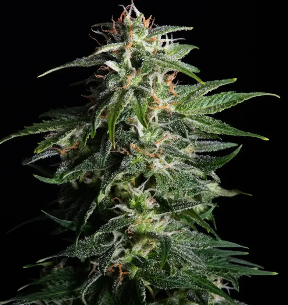 Swiss Dream Auto CBD Feminised Cannabis Seeds | Kannabia