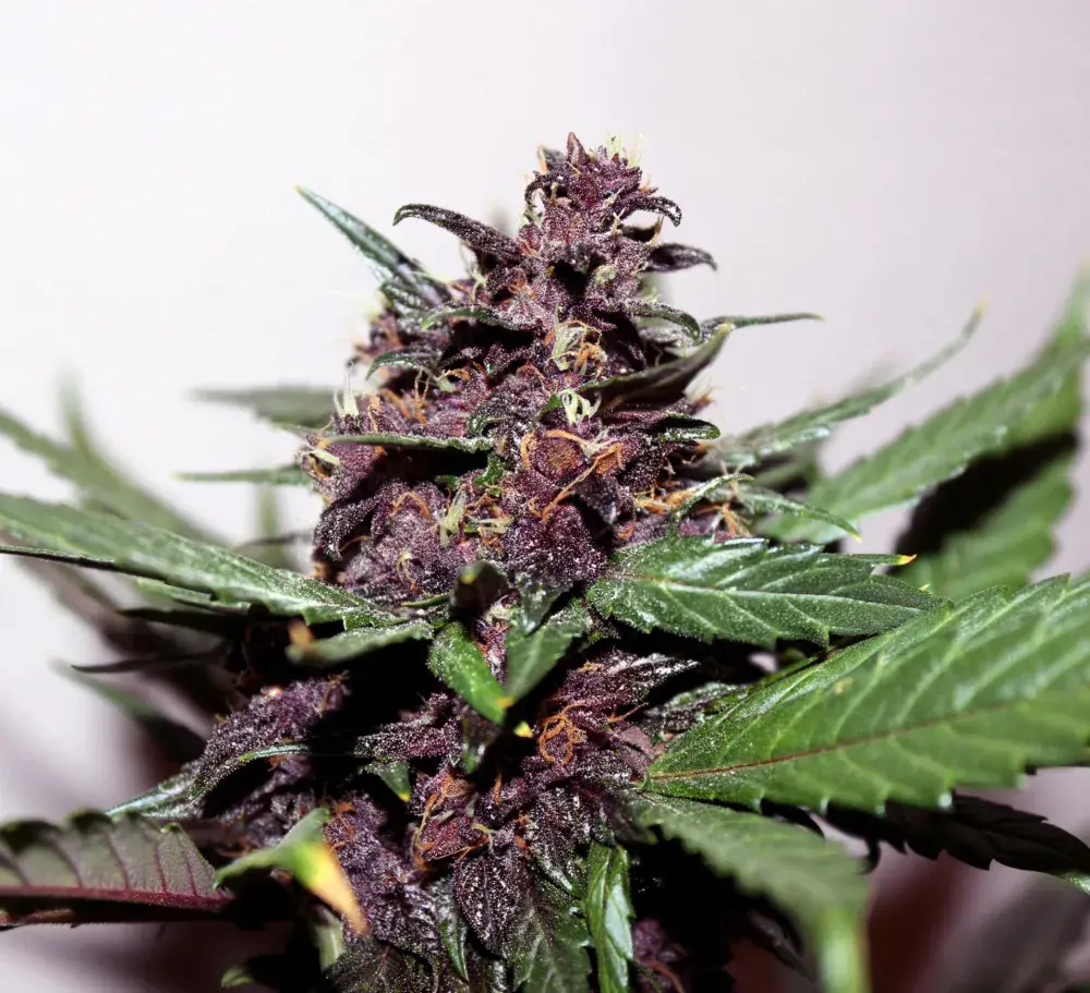 Swiss Dream Rose Auto CBD Feminised Cannabis Seeds | Kannabia