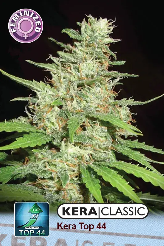 Top 44 Feminised Cannabis Seeds | Kera Seeds