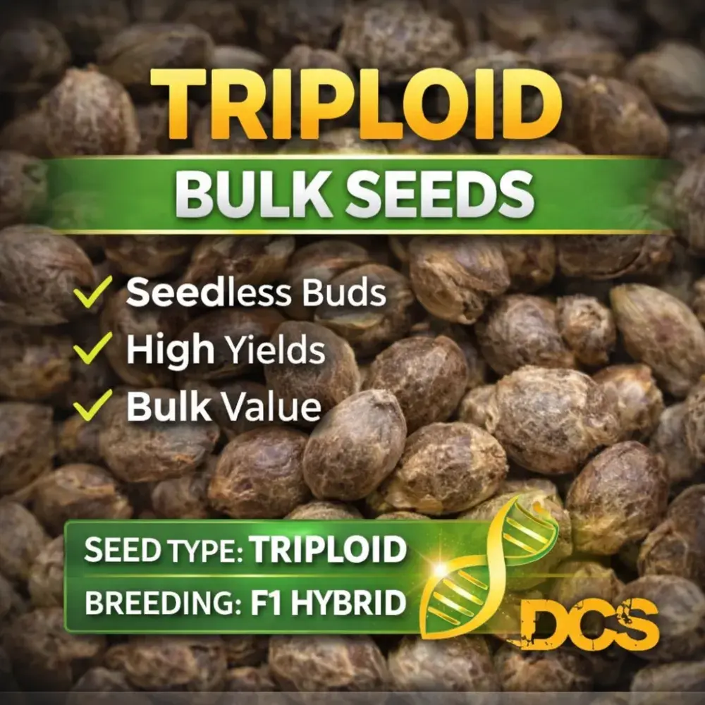 Indica Cream TRIPLOID Feminised Cannabis Seeds – 100 Bulk Seeds