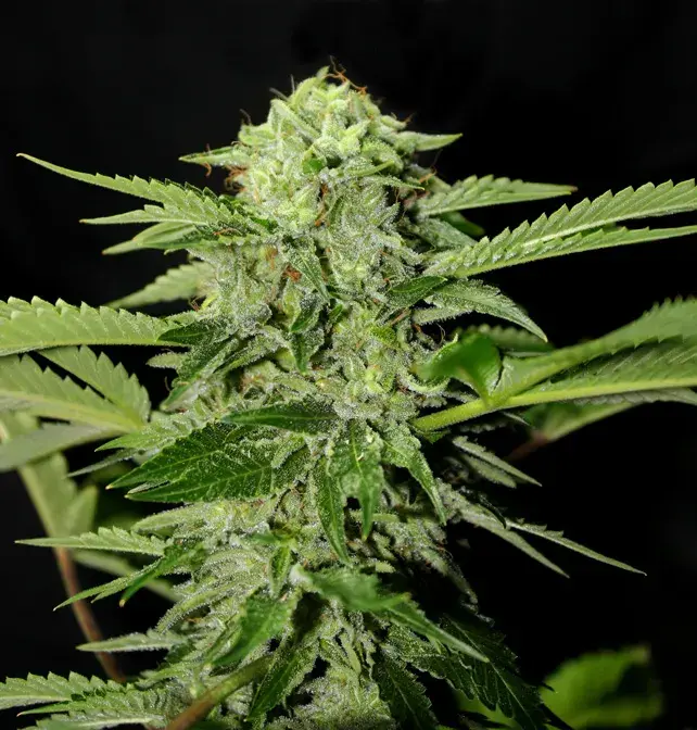 Txees Bilbo Feminised Cannabis Seeds