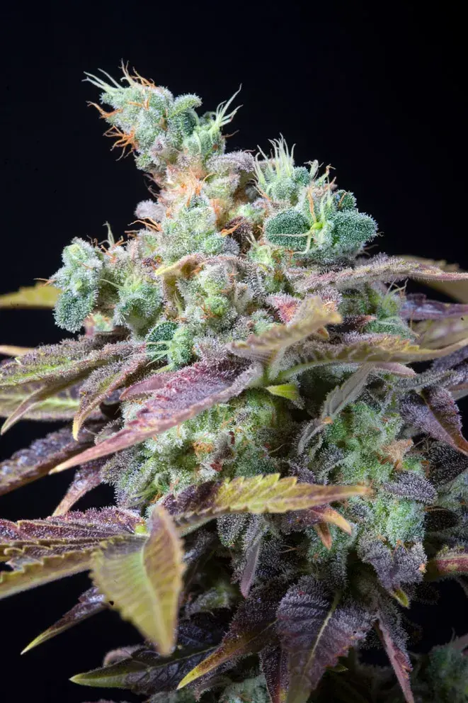 Txomango Feminised Cannabis Seeds