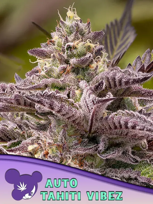 Tahiti Vibez Auto Feminised Cannabis Seeds - Anesia Seeds