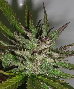Hazy Daze Feminised Cannabis Seeds | Superstrains